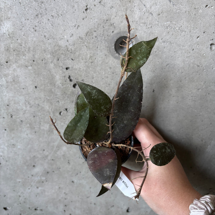 Hoya Caudata 'Sumatra'