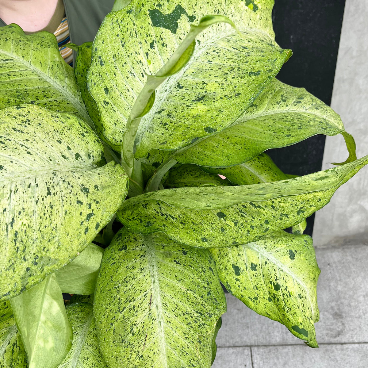 camouflage dieffenbachia Dieffenbachia 'Camouflage' – VI Plant Shop