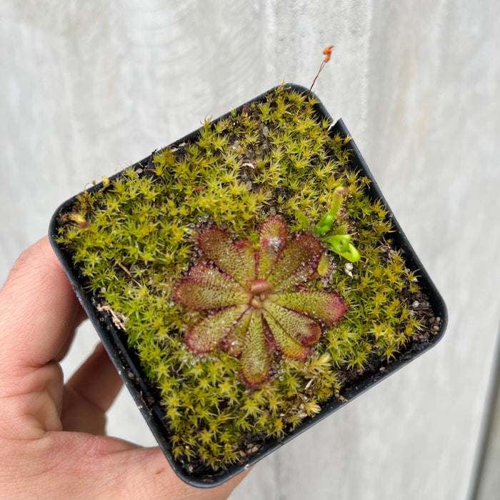 Carnivorous Plants