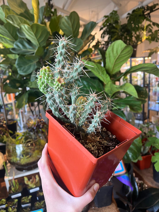 Whipple Cholla