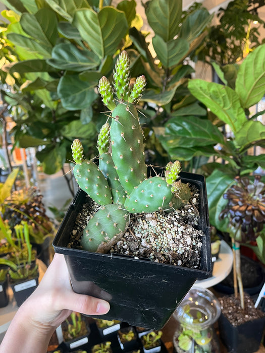 Rutila Pink Prickly Pear