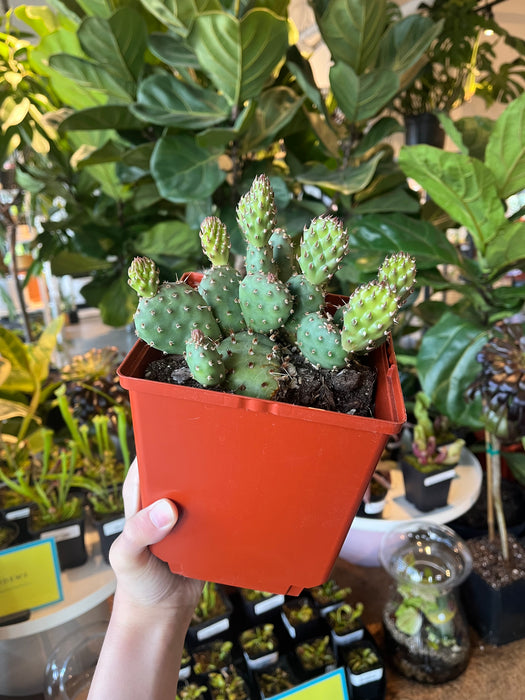 Brittle Prickly Pear