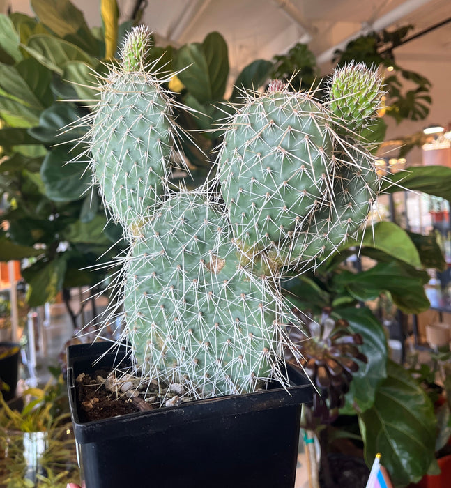 Plains Prickly Pear