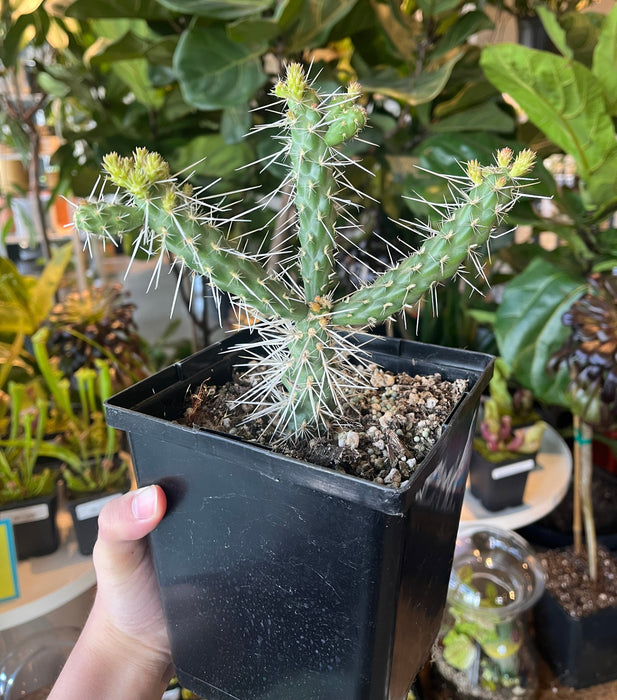 Silver Cholla