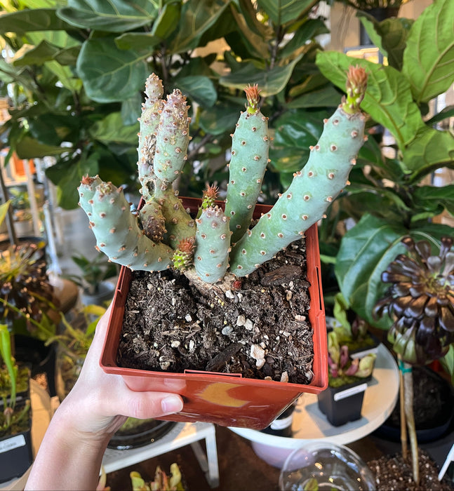 gumby succulent Blue Gumby Cacti – VI Plant Shop