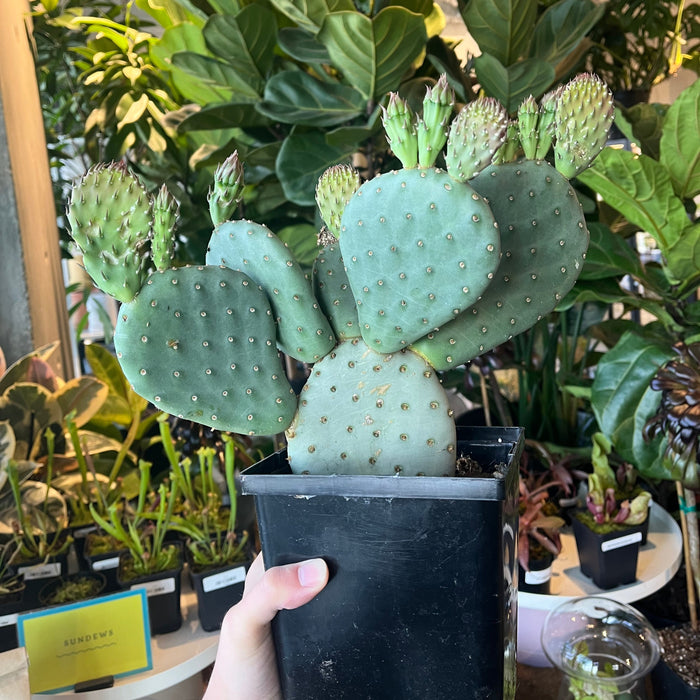 Golden Carpet Opuntia