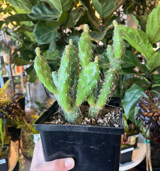Sand Prickly Pear