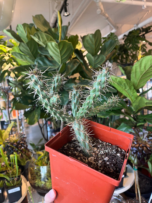 Santa Fe Cholla