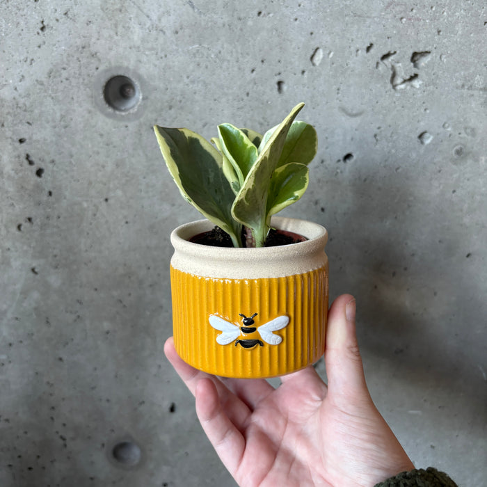 Mini Bee Planter