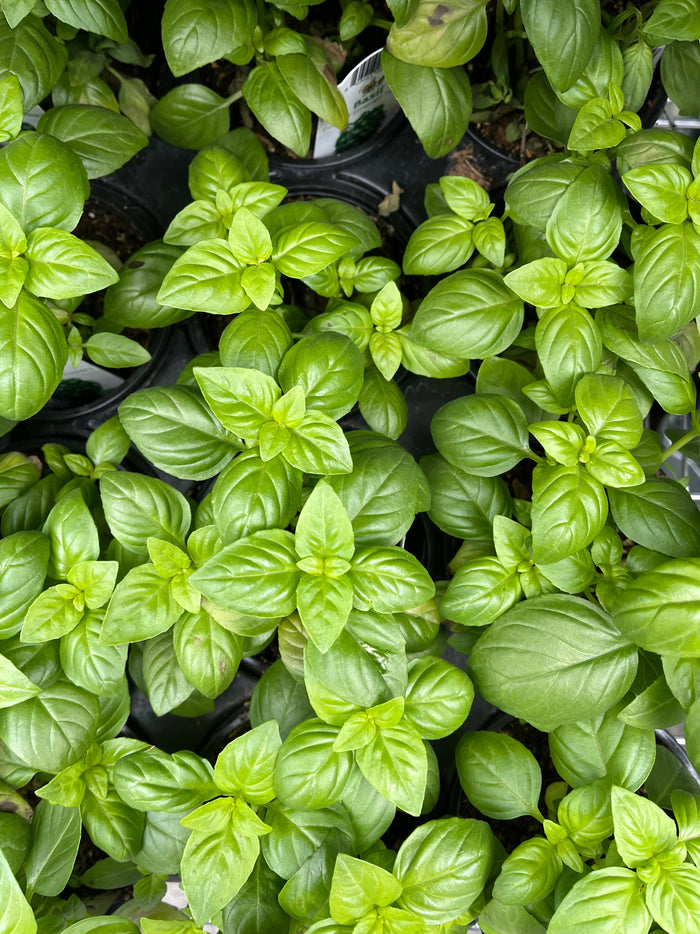Outdoor Plants