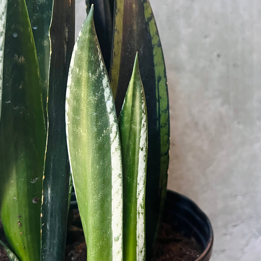 Sansevieria 'Silver Flame' – VI Plant Shop