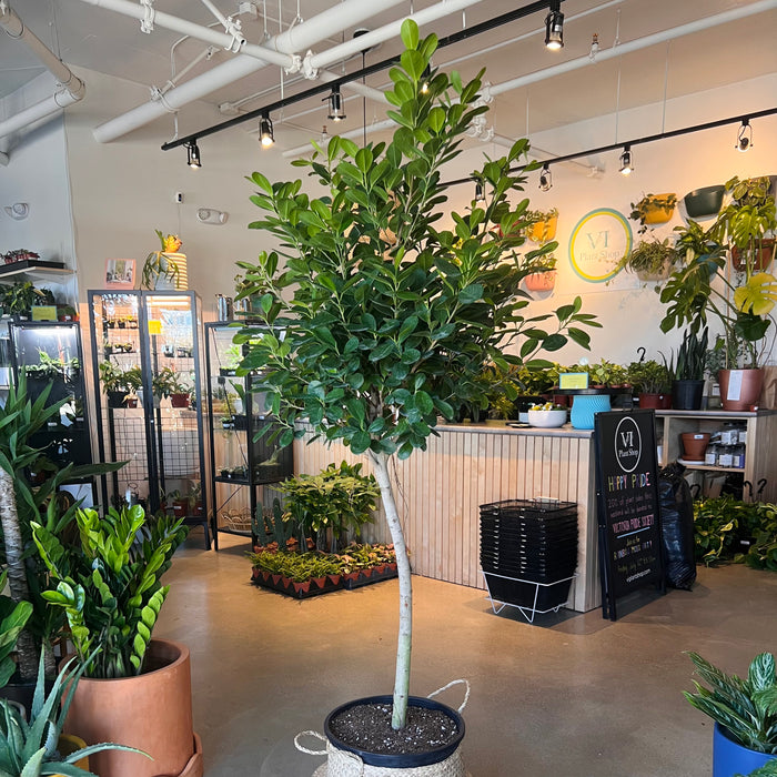 Ficus Moclame