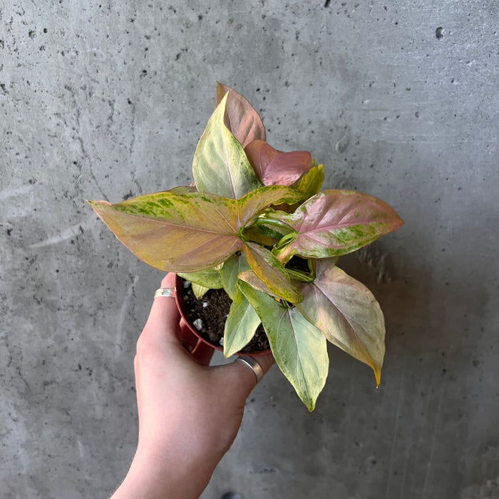 Syngonium 'Pink Splash'