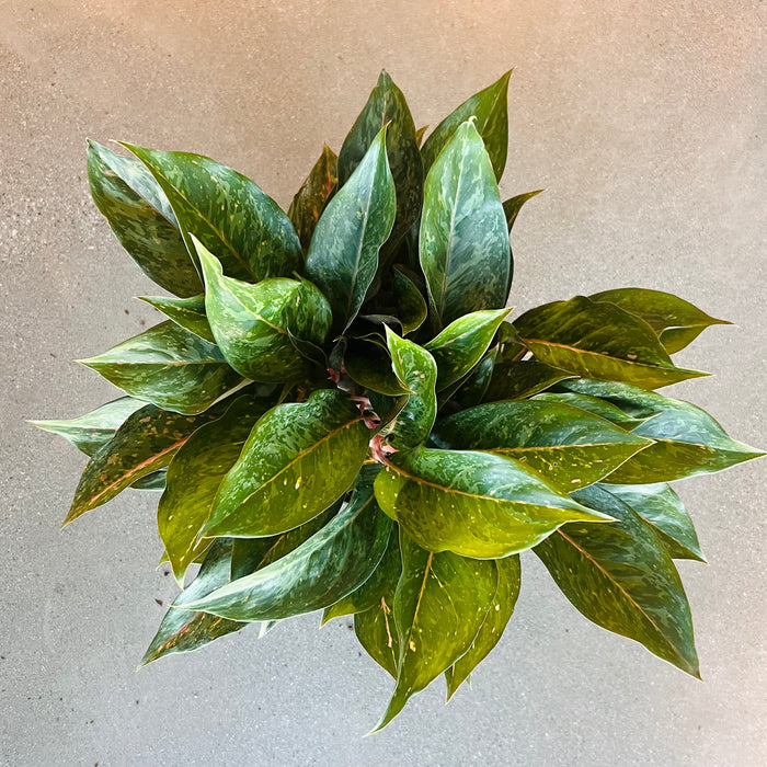 Aglaonema 'Amelia Lane'