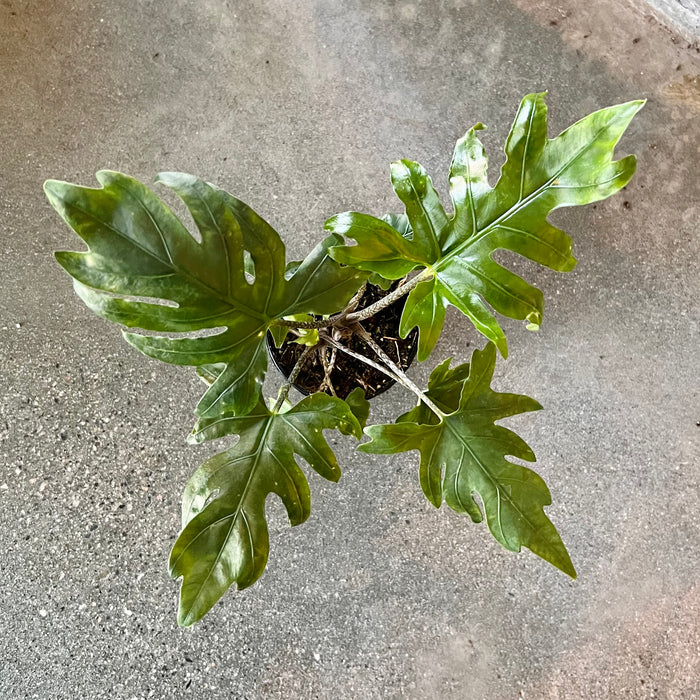 Alocasia Brancifolia