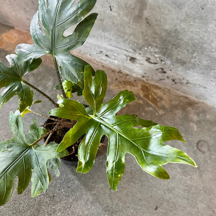 Alocasia Brancifolia