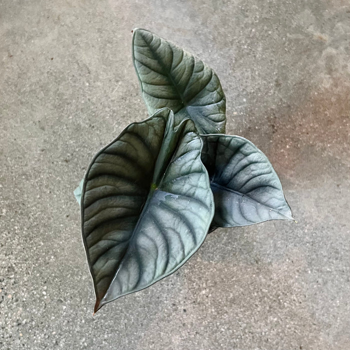 Alocasia 'Nebula'