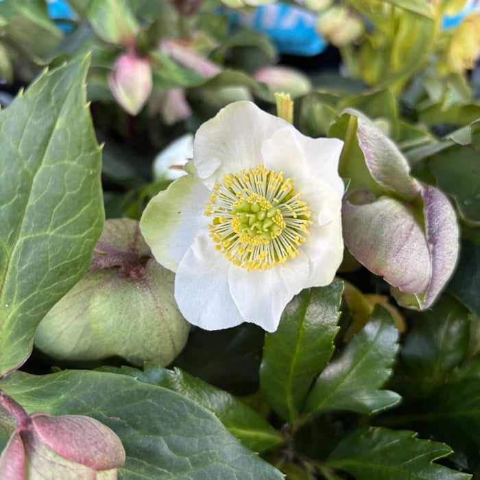 Hellebore 'Frost Kiss'