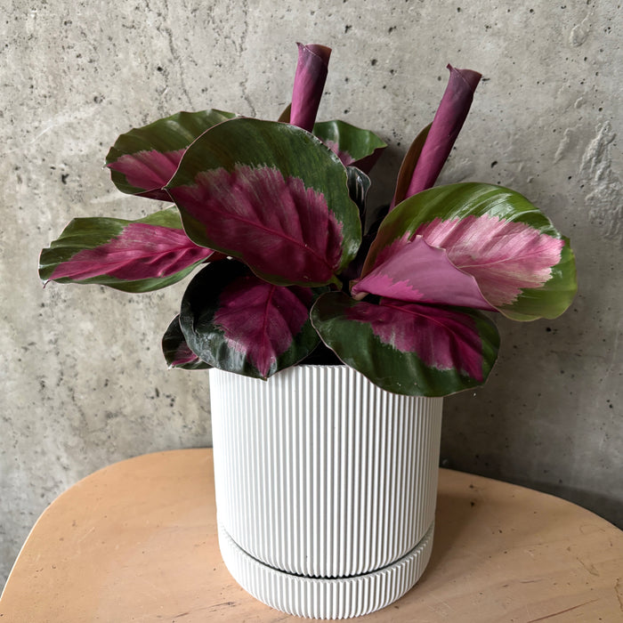 Calathea Rosey