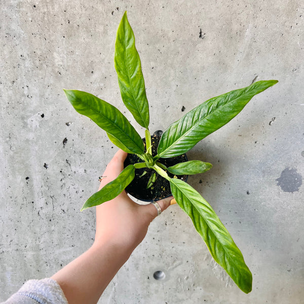 Philodendron Campii – VI Plant Shop