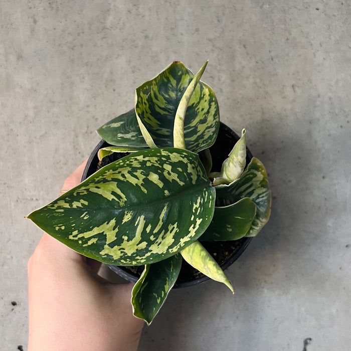 homalomena camouflage vs aglaonema Homalomena 'Camouflage' – VI Plant Shop