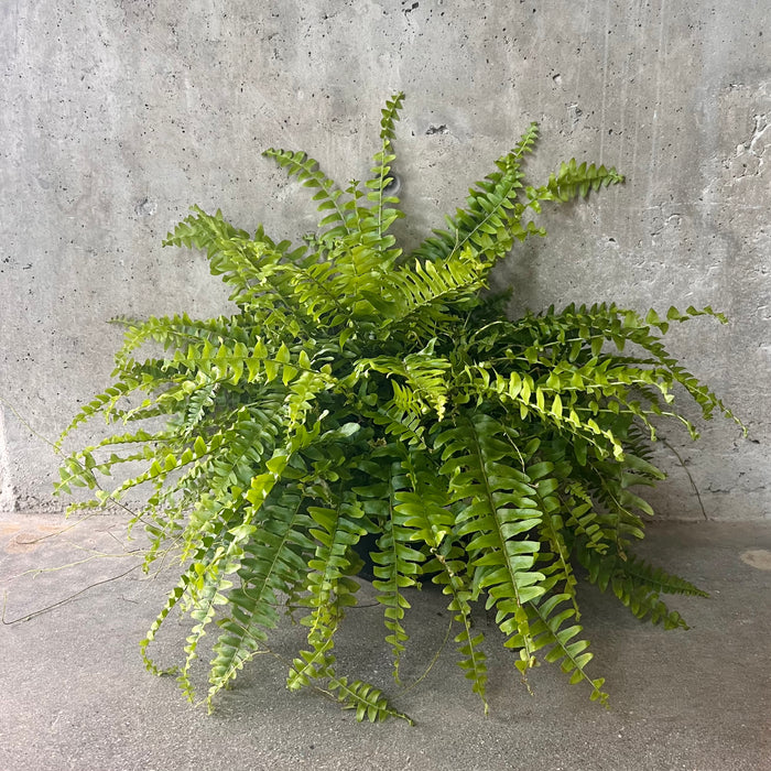 Boston Fern