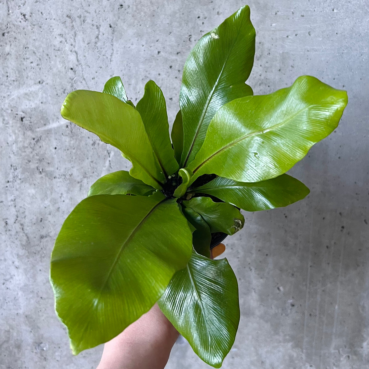 Bird's Nest Fern – VI Plant Shop