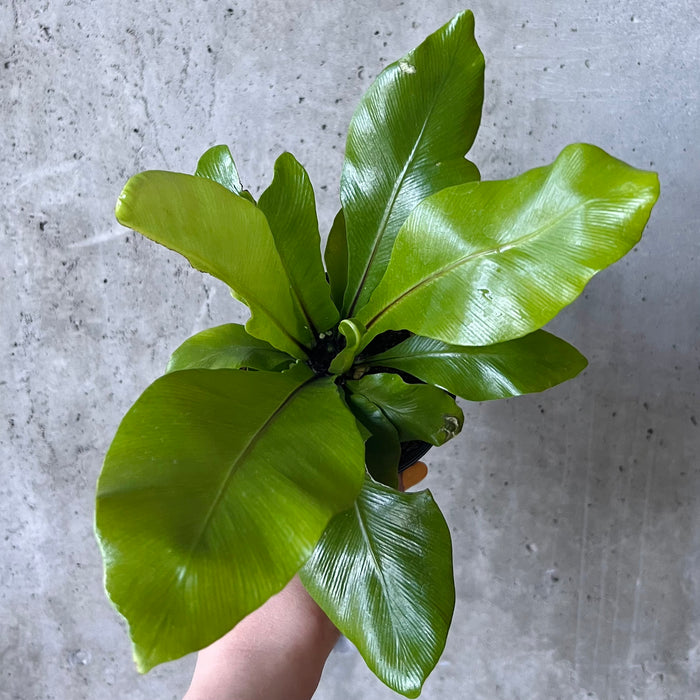 Bird's Nest Fern