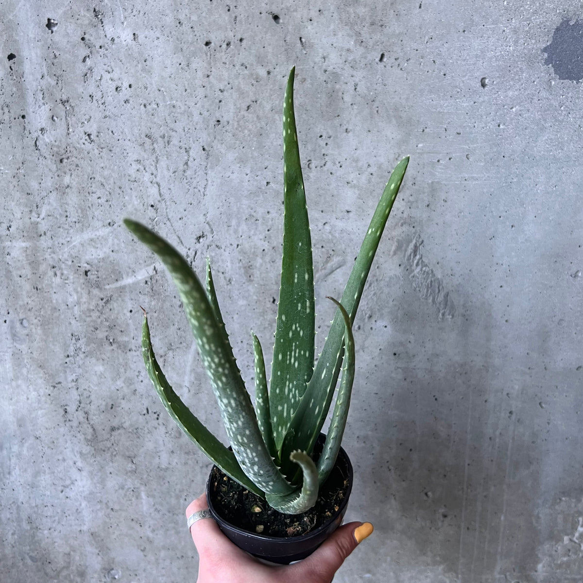 Aloe Vera – VI Plant Shop