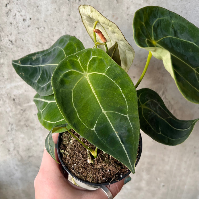 anthurium forgetii flower Anthurium Forgetii – VI Plant Shop