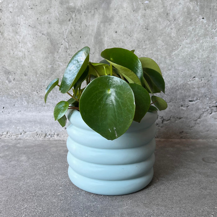 Blue Luna Planter