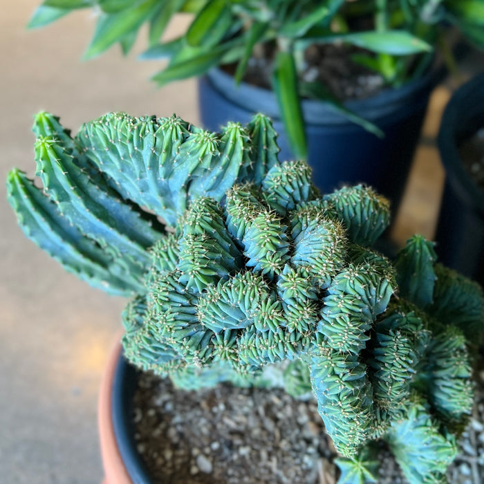 Blue Myrtle Cactus