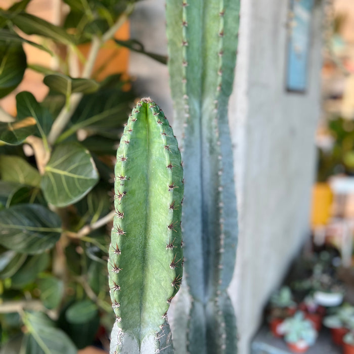 Peruvean Apple Cactus