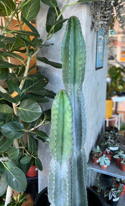 Peruvean Apple Cactus