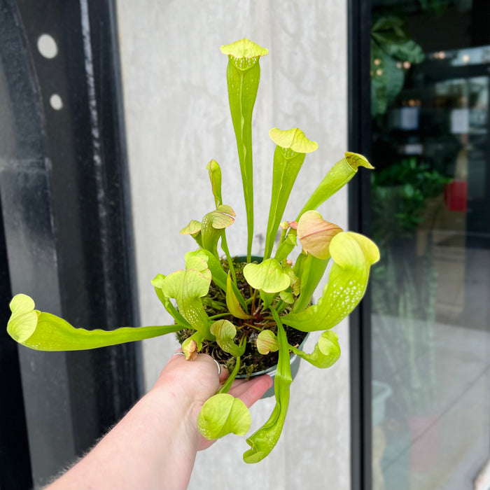 Bug Bat Pitcher Plant