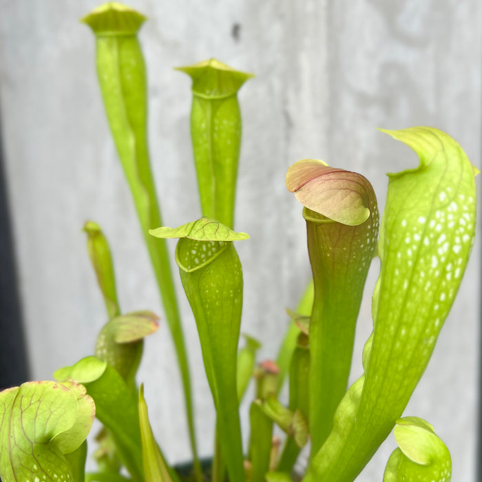 Bug Bat Pitcher Plant