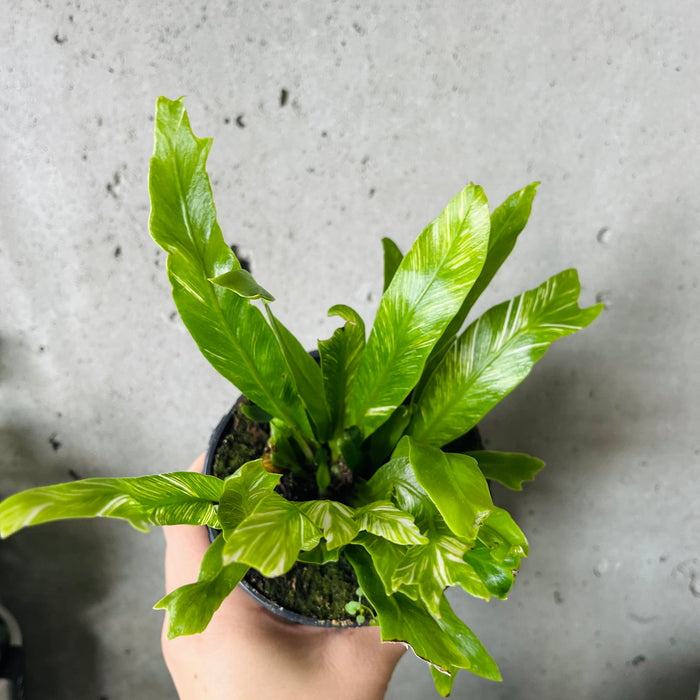 variegated birds nest fern Variegated Birds Nest Fern – VI Plant Shop