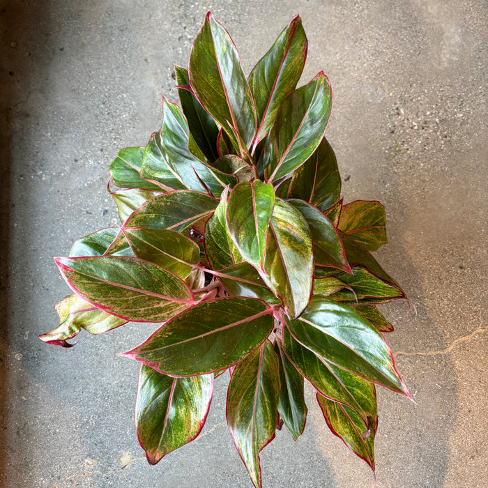 Aglaonema 'Siam Red'