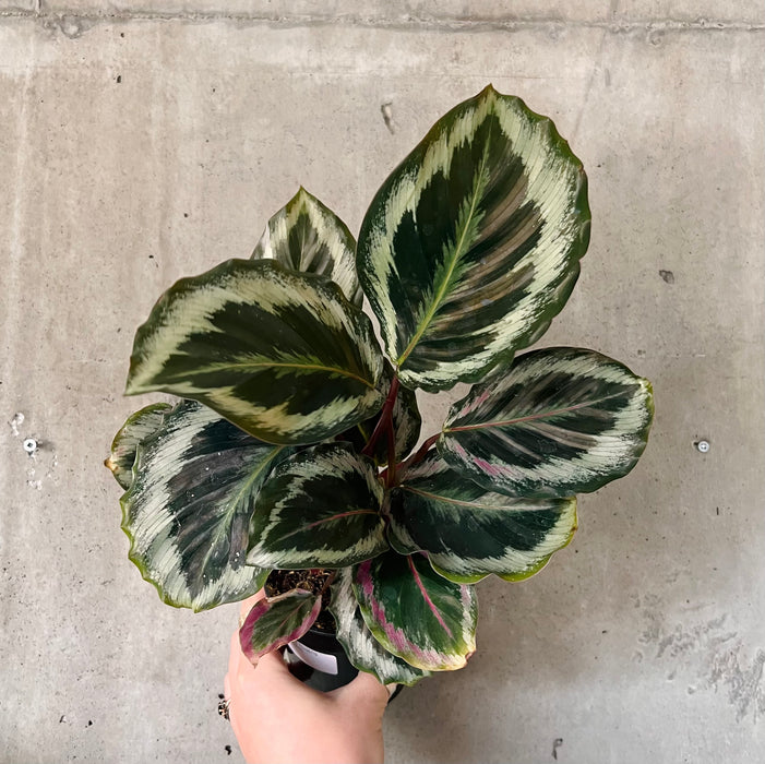 Calathea Illustris