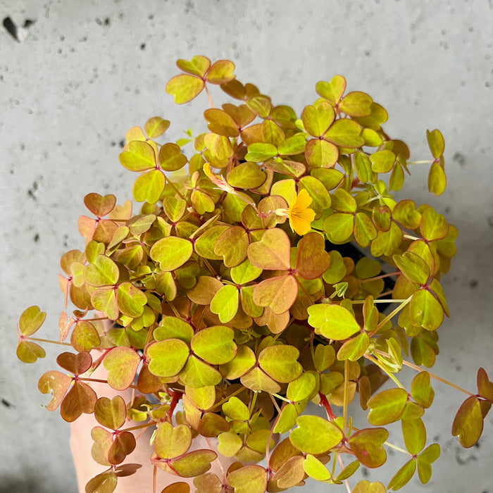 Oxalis 'Velvet Sunset'