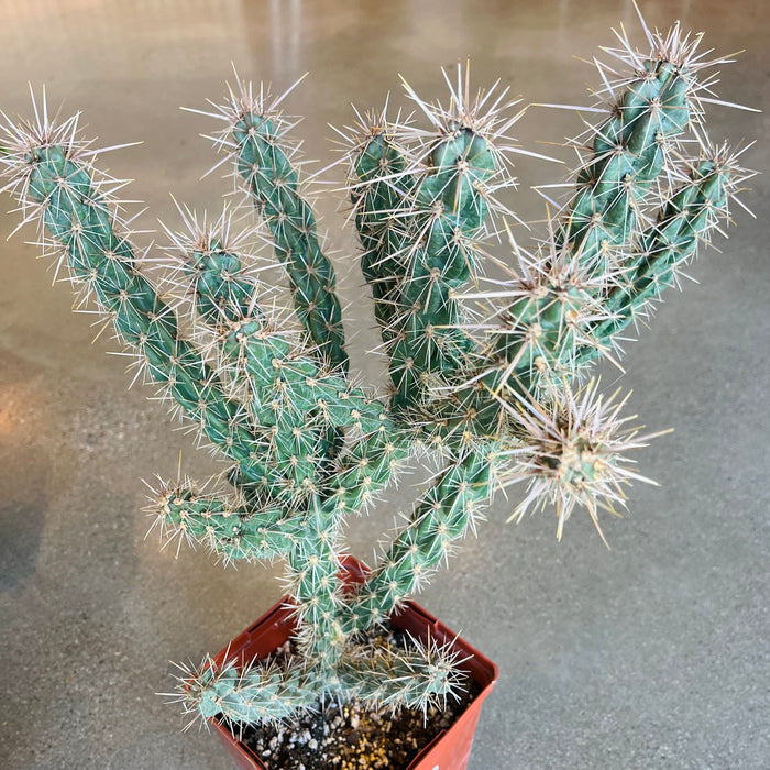 Purple Cholla