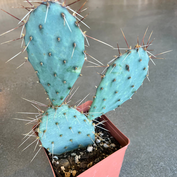 Desert Prickly Pear