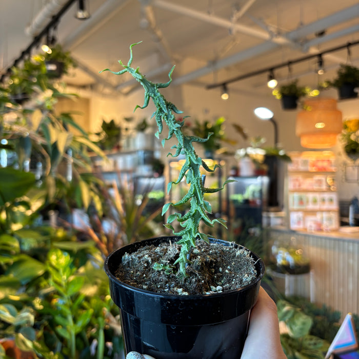 Dragon Lizard Plant