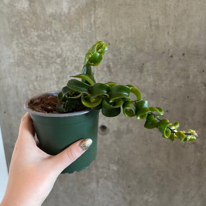 Curly Lipstick Plant