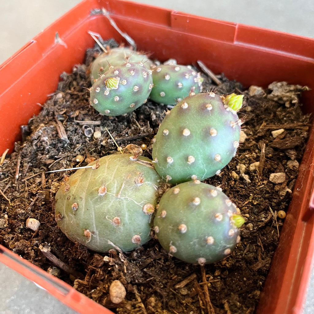 Potato Cactus – VI Plant Shop