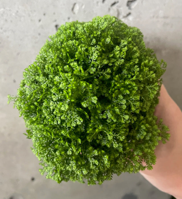 Spikemoss
