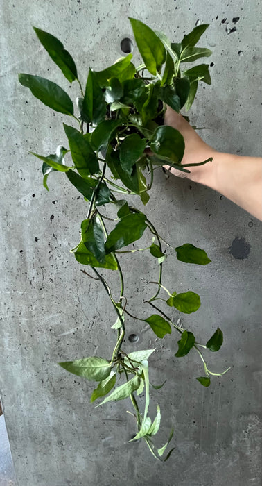 Skeleton Key Pothos