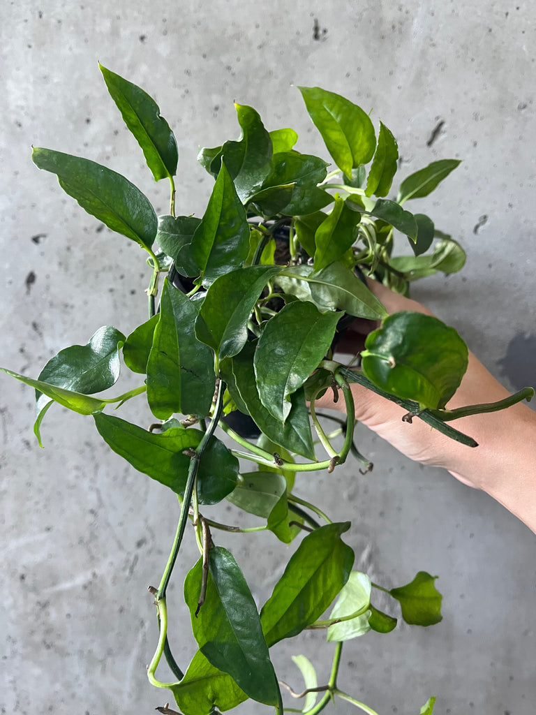 skeleton key pothos Skeleton Key Pothos – VI Plant Shop