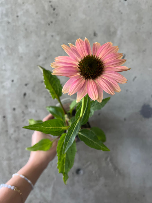 Echinacea ‘Cheyenne Spirit'
