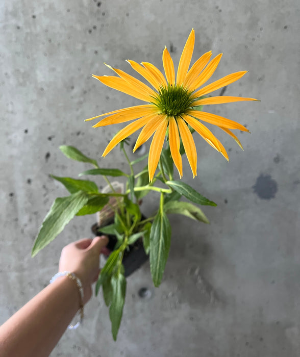 Echinacea ‘Cheyenne Spirit'
